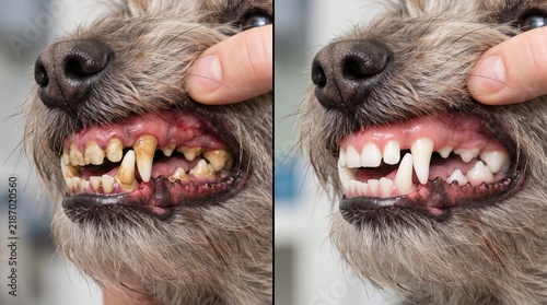 Dog teeth before and after dental cleaning tartar removal veterinary comparison
