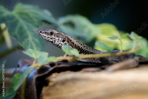 Portrait of a common wall lizard (Podarcis muralis).