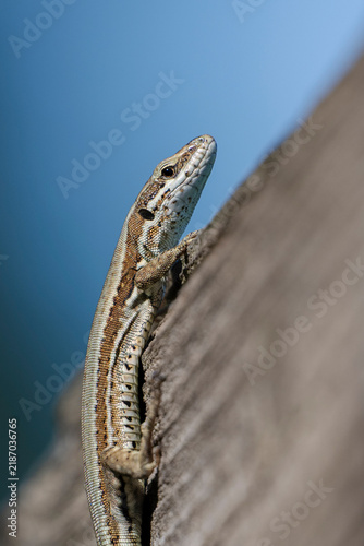 Common wall lizard (Podarcis muralis) climbing a wooden surface.