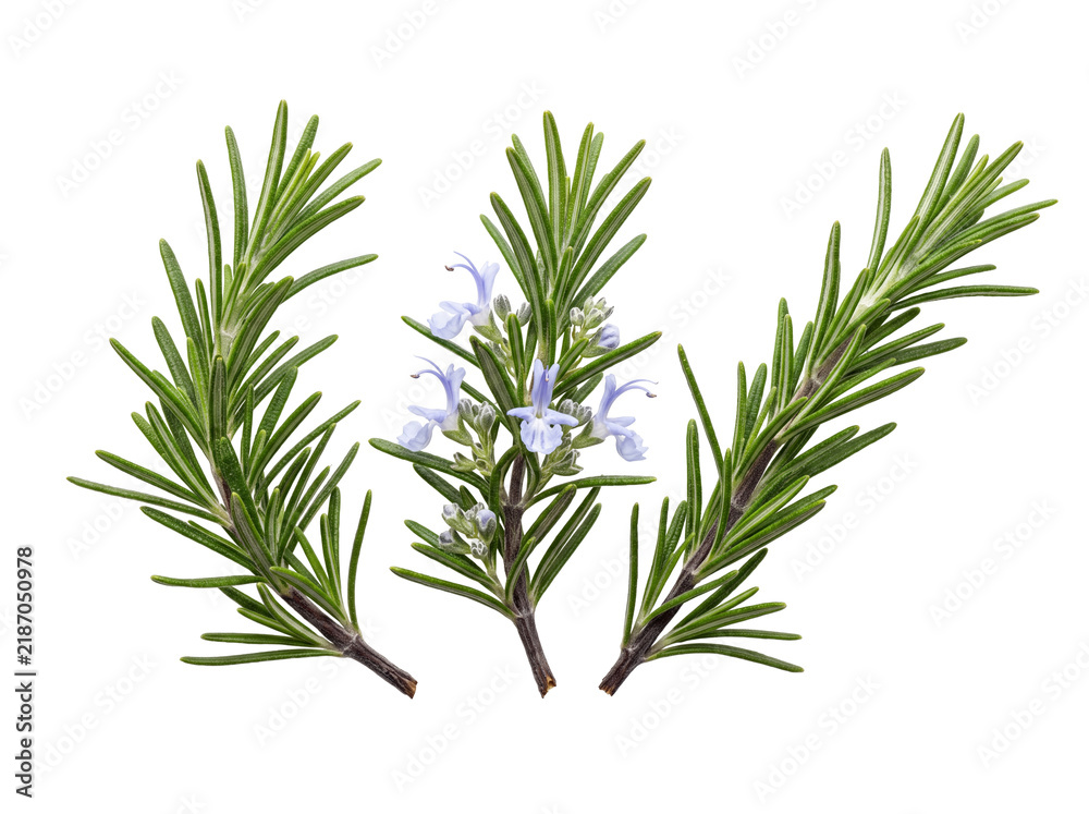 Fototapeta premium Fresh rosemary sprig blooming herb isolated on black background studio shot for culinary spice cooking fresh essential oil seasoning food design elements botanical macro photography concept background