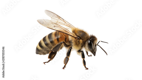 Close up illustration of a busy domestic honey bee flying isolated on transparent background