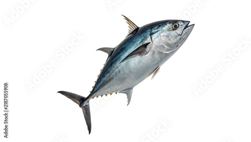 Fresh whole raw tuna fish ocean predator rich in protein isolated on transparent background