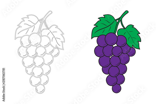 Purple grape bunch vector illustration with outline and colored versions