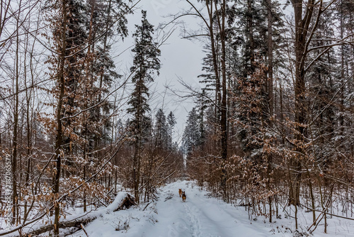 Принти на полотні forest in winter