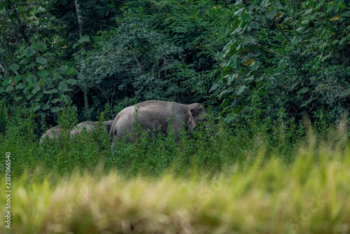 Title: Elephants are large mammals and are the largest land animals. Wild elephants eat plants. They are big, have a small head, big legs, and have a trunk that reaches to the ground. 