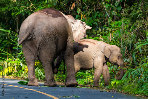 Title: Elephants are large mammals and are the largest land animals. Wild elephants eat plants. They are big, have a small head, big legs, and have a trunk that reaches to the ground. 