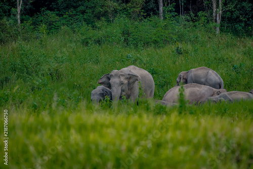 Title: Elephants are large mammals and are the largest land animals. Wild elephants eat plants. They are big, have a small head, big legs, and have a trunk that reaches to the ground. 