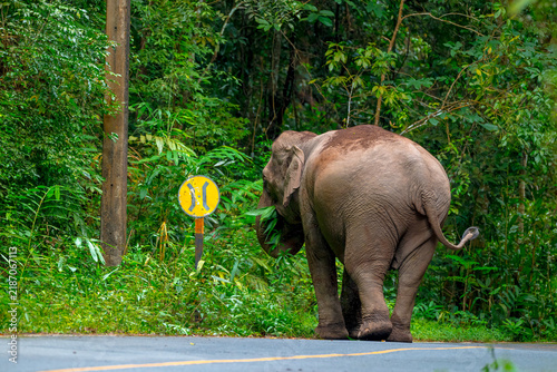 Title: Elephants are large mammals and are the largest land animals. Wild elephants eat plants. They are big, have a small head, big legs, and have a trunk that reaches to the ground. 