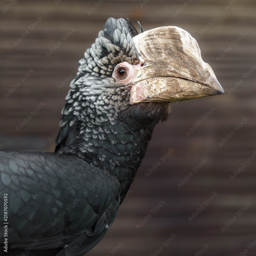 Fototapeta premium Silvery-cheeked hornbill