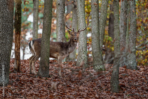 Quadro su tela European fallow deer