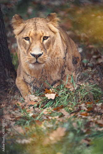 Canvas Print Lioness