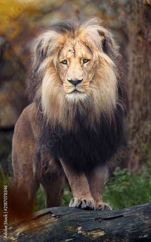 Canvas Print Lion