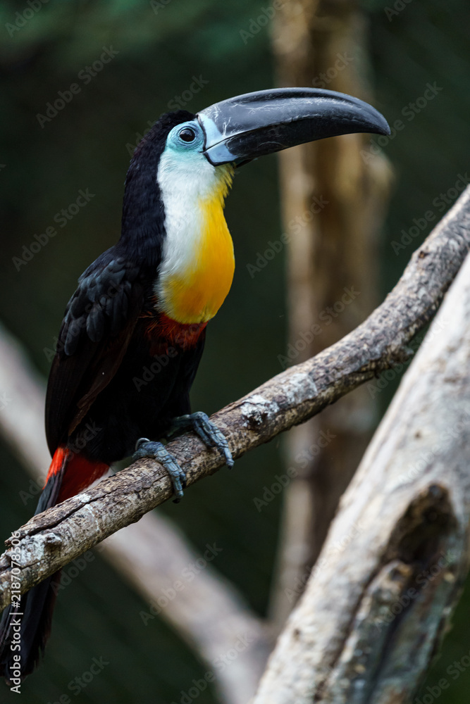 Fototapeta premium Channel-billed toucan
