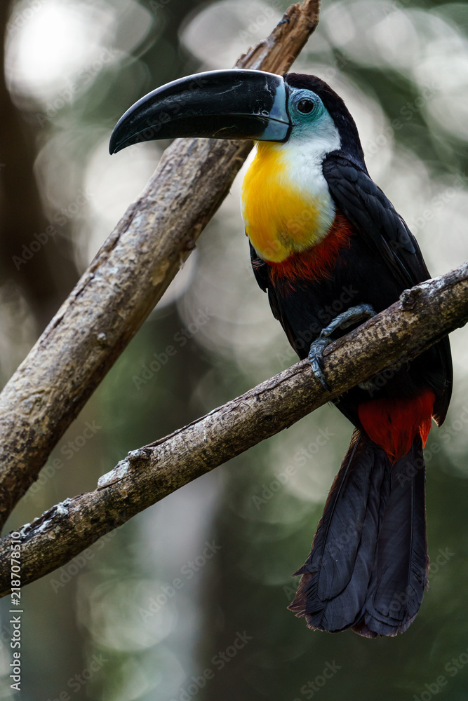 Fototapeta premium Channel-billed toucan