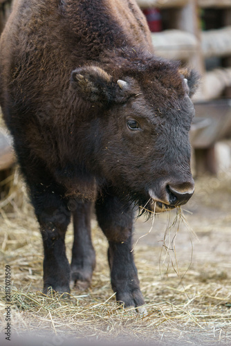 Foto Bison