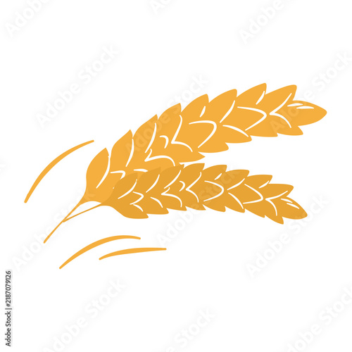 oktoberfest wheat barley grain gold agriculture plant element