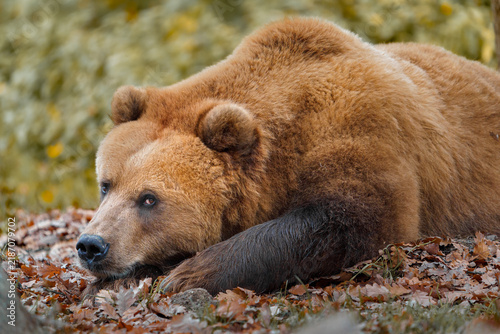 Naklejka Kamchatka brown bear