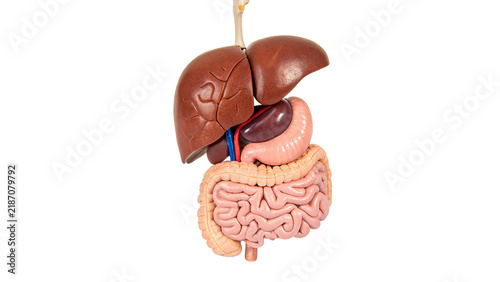 Anatomical model illustration of human liver and digestive system organs isolated on transparent background
