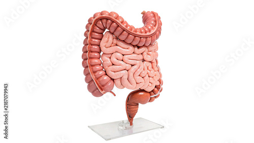 Anatomical model illustration of human intestine digestive organ isolated on transparent background