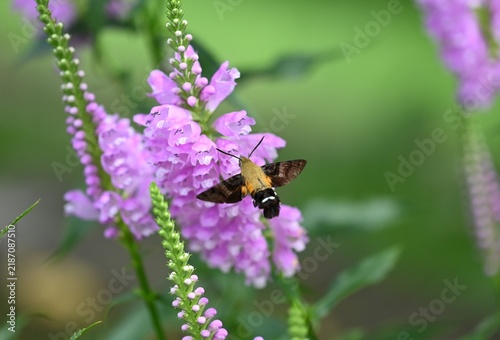 ハナトラノオの花の密を吸うヒメクロホウジャク