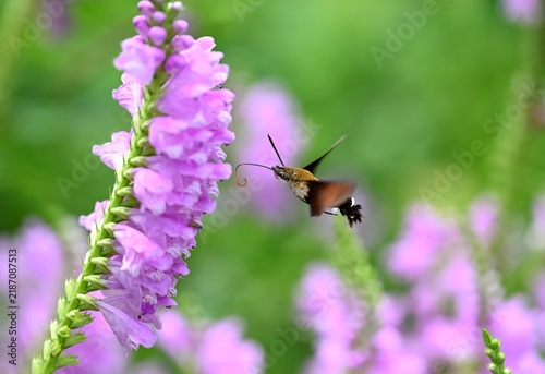 ハナトラノオの花の密を吸うヒメクロホウジャク