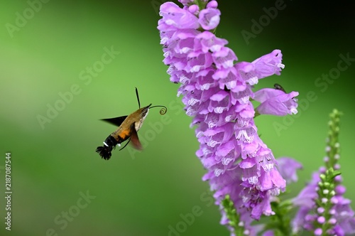 ハナトラノオの花の密を吸うヒメクロホウジャク
