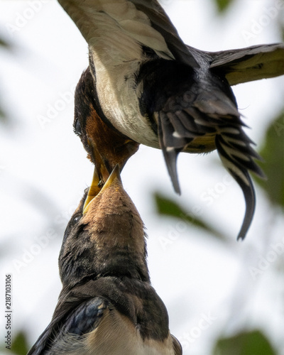фотографія Adult barn swallow feeding a juvenile