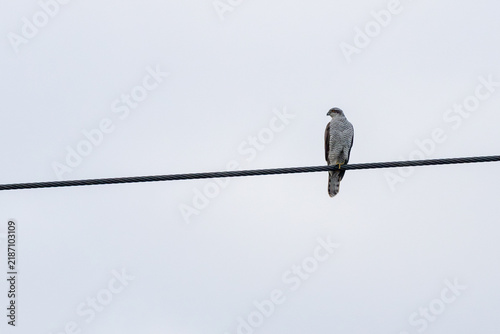 Adult northern goshawk on an overhead wire