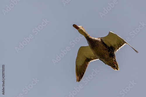 Photography Adult female mallard in flight