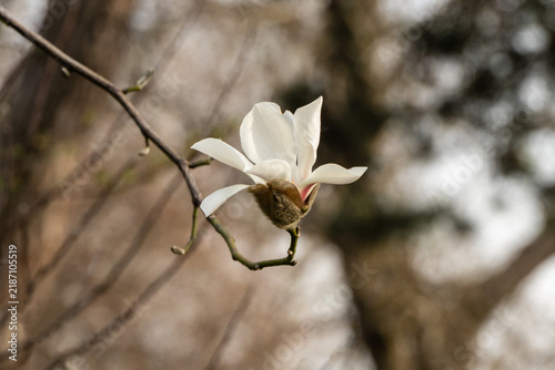 Magnolia Kobus flower with pure white petals gently curving outward, revealing hint of pink at base. They are attached to slender brown branches set against softly blurred background