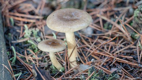 Fotografie mushroom in the forest