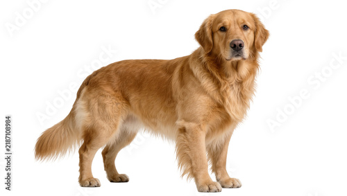 Foto Golden Retriever dog standing attentively, isolated on transparent background