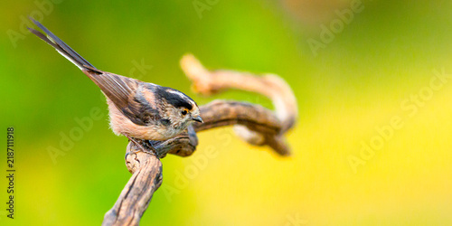 Long-tailed Tit, Aegithalos caudatus, Mediterranean Forest, Castilla y Leon, Spain, Europe