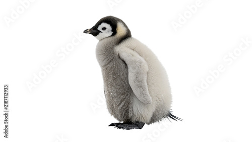 Adorable small wild penguin chick standing looking to the side isolated on transparent background