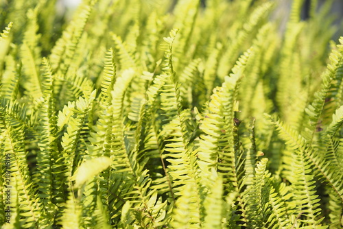 Bild auf Leinwand Lush Green Ferns Bathed In Bright Sunlight