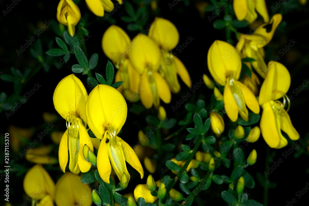Fototapeta premium Besenginster, Sarothamnus scoparius, Blüte, Blüten, Blütendetail, Strauchausschnitt