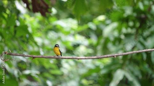The Yellow-rumped Flycatcher inhabits the forests, Yellow rumped Flycatcher is a migratory bird that can be found in parks, community forests, or natural forests throughout Thailand.