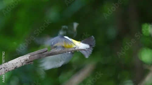The Yellow-rumped Flycatcher inhabits the forests, Yellow rumped Flycatcher is a migratory bird that can be found in parks, community forests, or natural forests throughout Thailand.