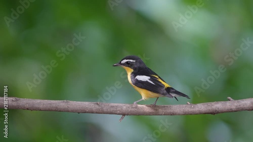 The Yellow-rumped Flycatcher inhabits the forests, Yellow rumped Flycatcher is a migratory bird that can be found in parks, community forests, or natural forests throughout Thailand.