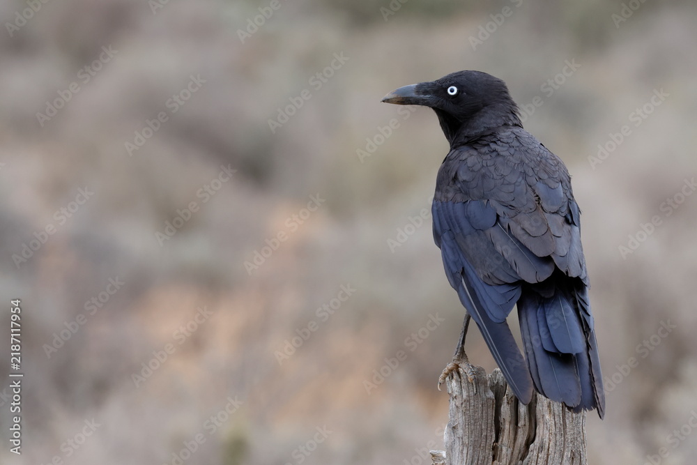 Fototapeta premium Australian raven Corvus coronoides coronoides. Mungo National Park. New South Wales. Australia.