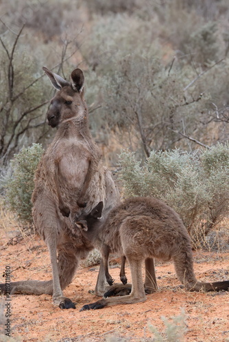 Fotografie Female western grey kangaroo Macropus fuliginosus suckling her joey