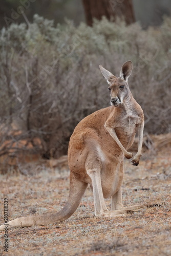 Obraz na plátně Female red kangaroo Osphranter rufus with a joey in her pouch
