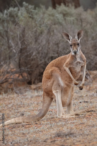 Foto Female red kangaroo Osphranter rufus with a joey in her pouch