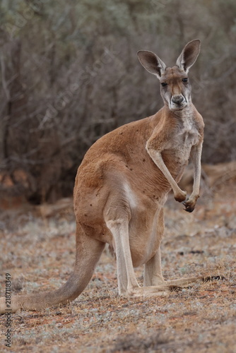 Fotografía Female red kangaroo Osphranter rufus with a joey in her pouch