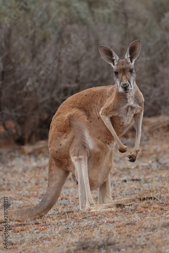 фотографія Female red kangaroo Osphranter rufus with a joey in her pouch