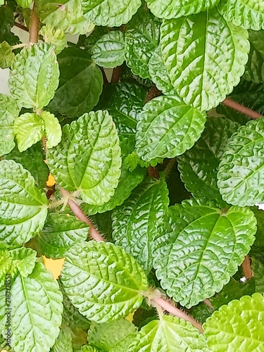 Fotografie Textured Green Leaves Background of Creeping Charlie Pilea Plant Macro