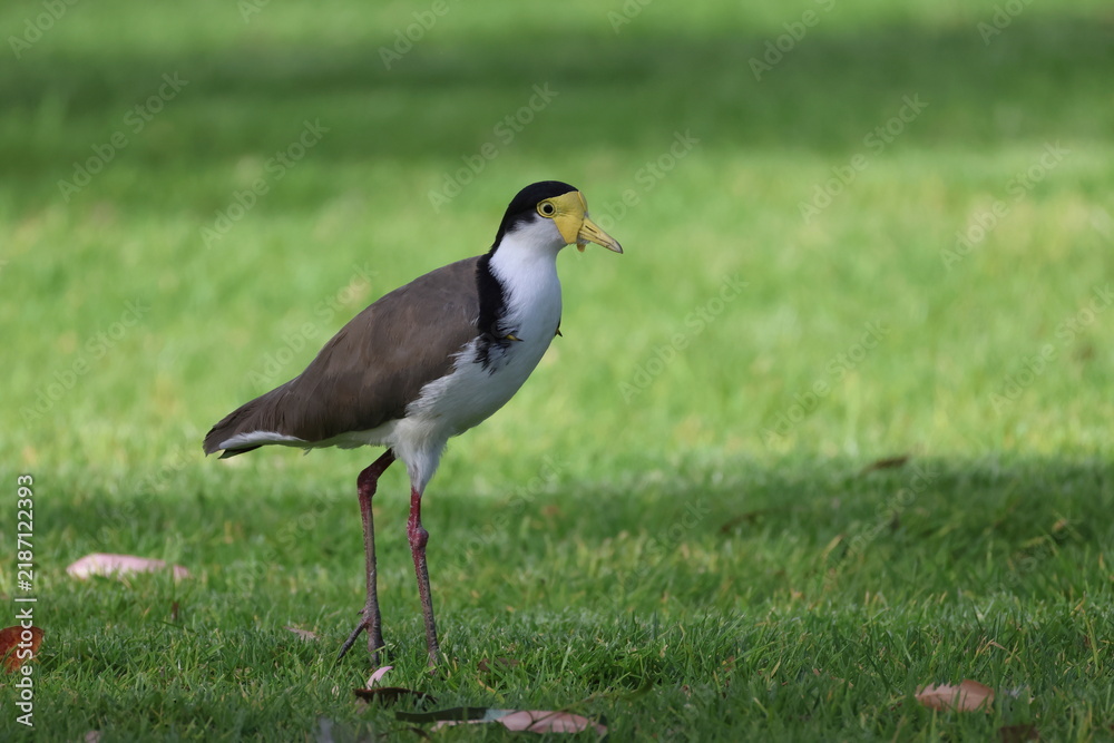 Fototapeta premium Masked lapwing Vanellus miles novaehollandiae. Forbes. New South Wales. Australia.
