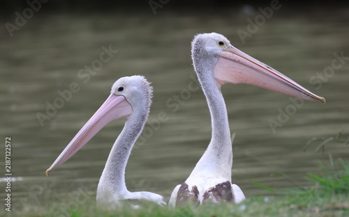 Australian pelicans Pelecanus conspicillatus. Lake Forbes. Forbes. New South Wales. Australia.