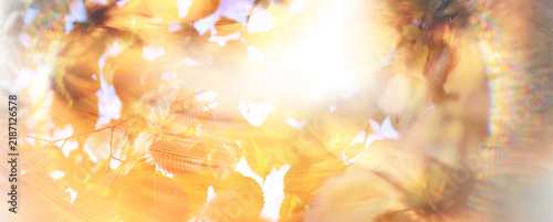 branches with autumn yellow leaves on trees, autumn background