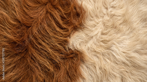 Fluffy sheepskin rug texture, brown and beige long hair animal fur background, cozy winter home decor textile